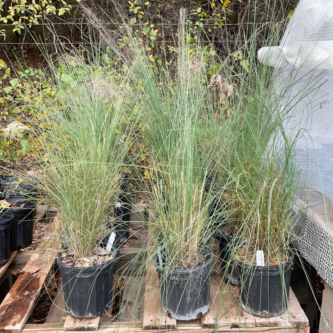 Gulf Coast Muhly 'Pink'