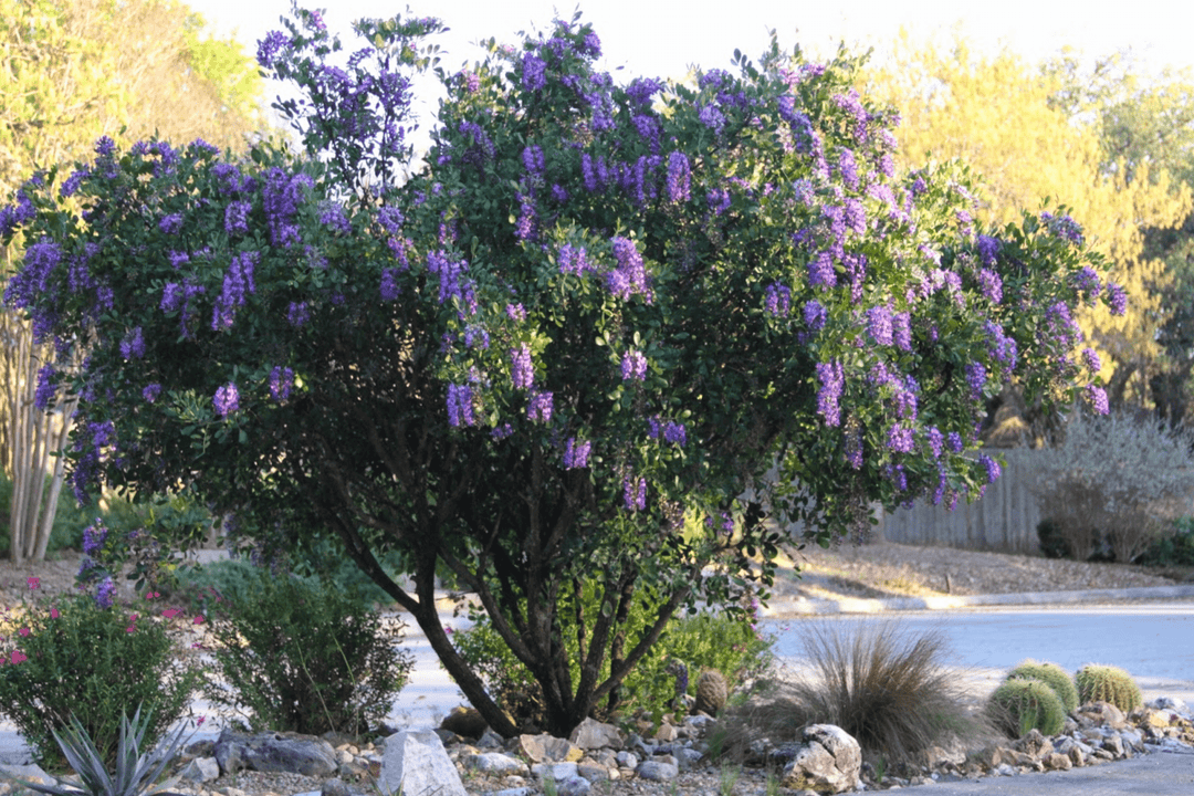 Texas Mountain Laurel - Native Gardeners