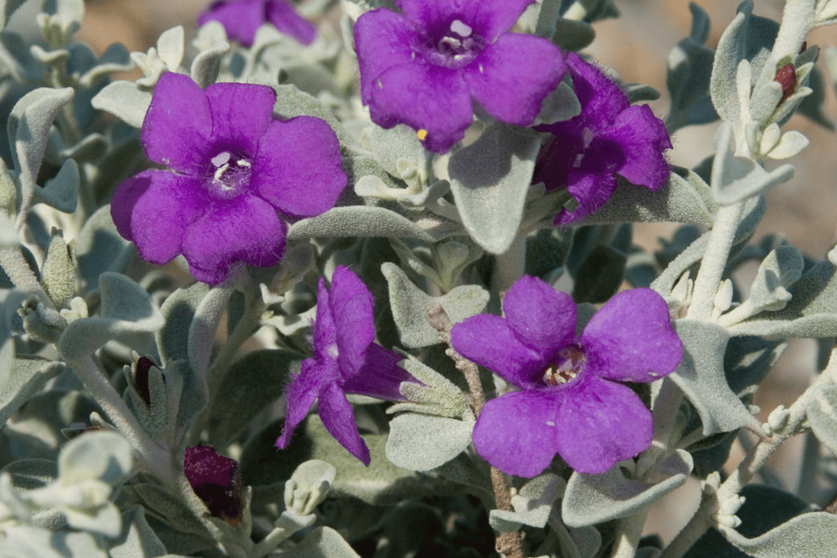 Blue Ranger Texas Sage – Native Gardeners