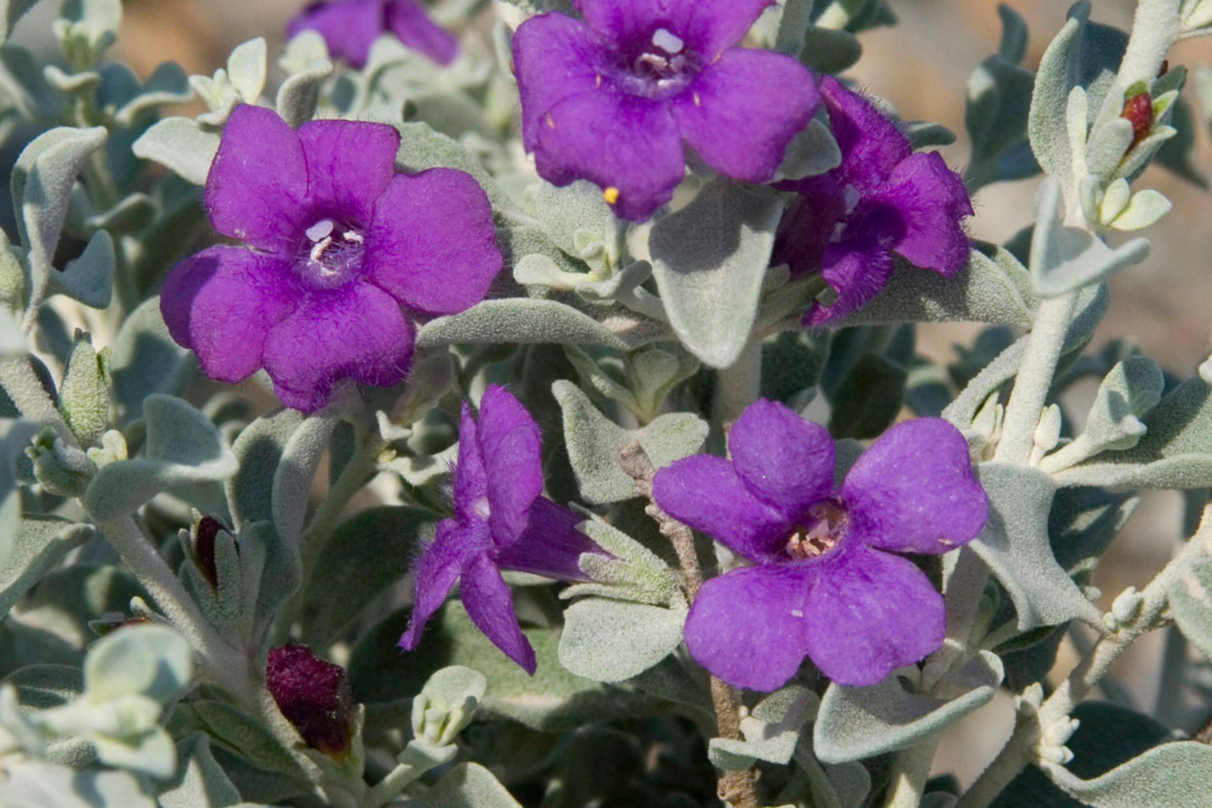 Texas Sage 'Blue Ranger'