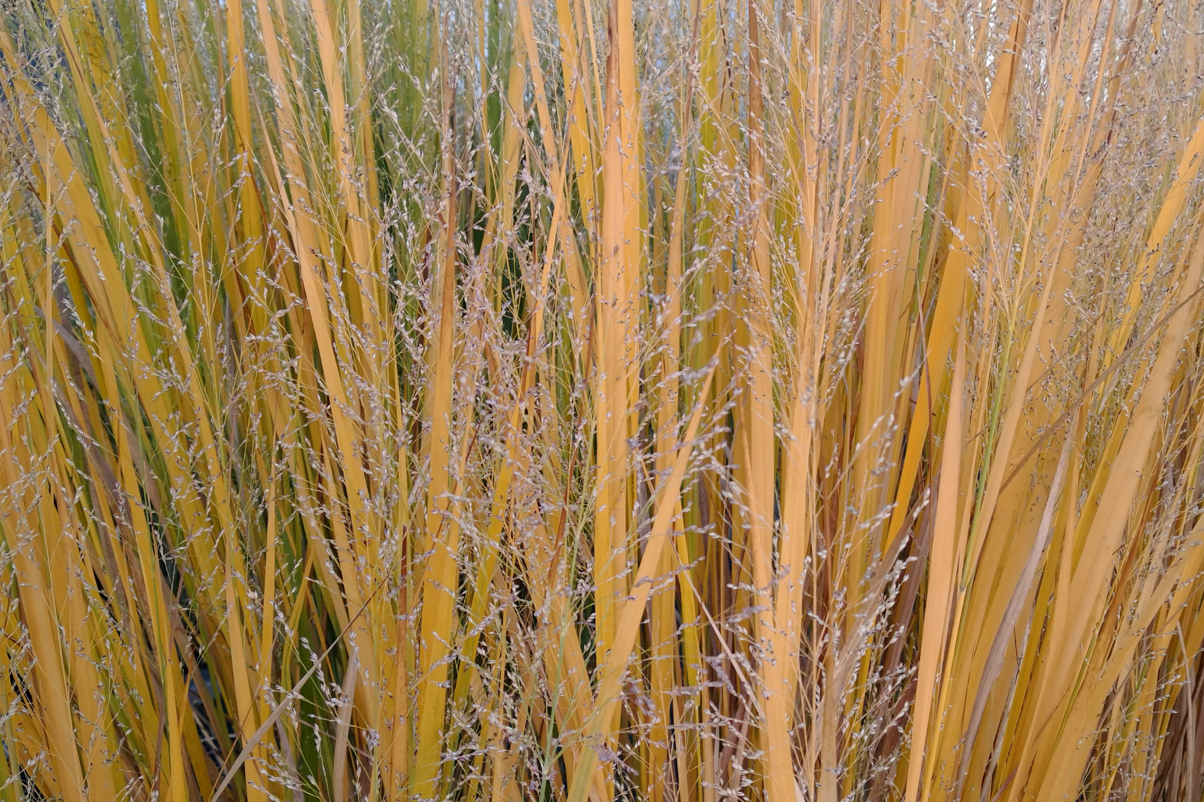 Switchgrass