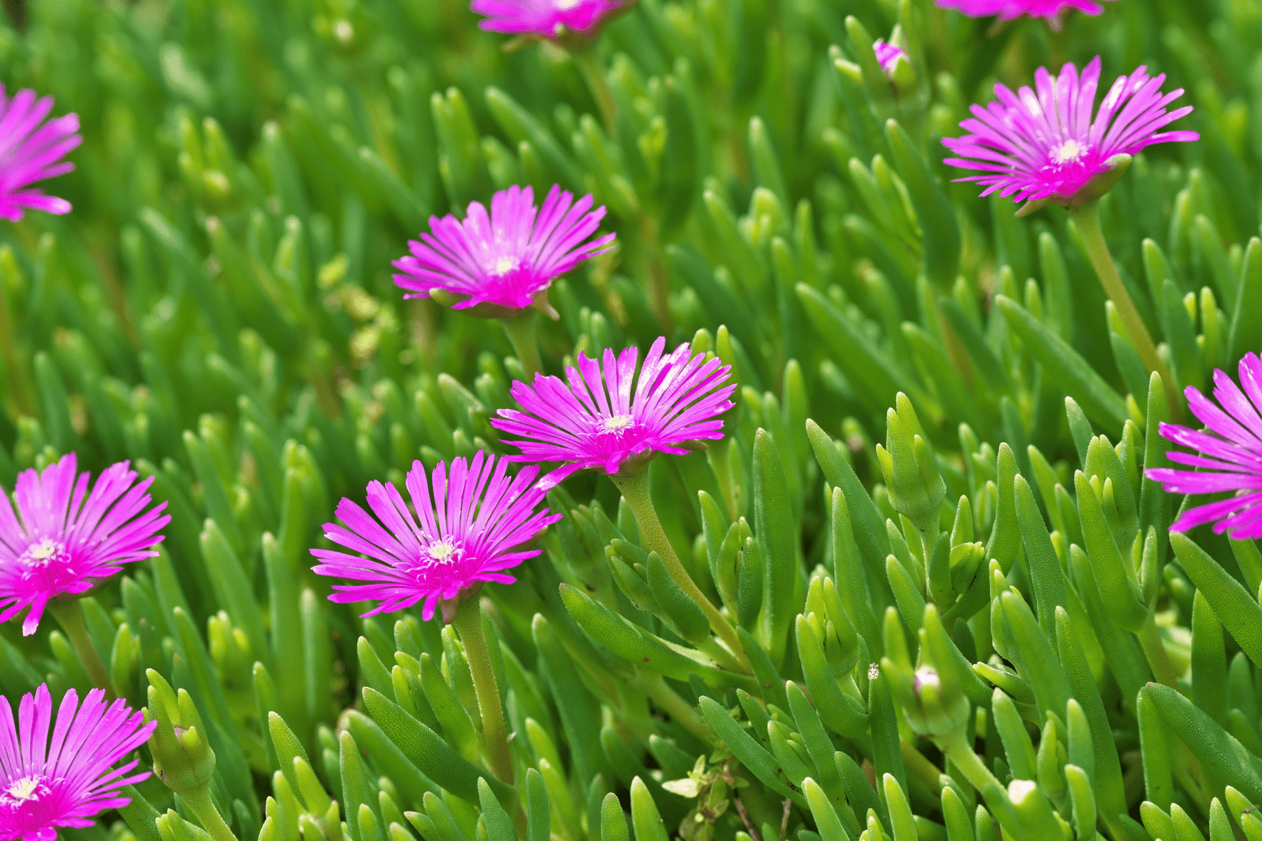 bright pink flower succulent Pink Hardy Ice Plant – Native Gardeners