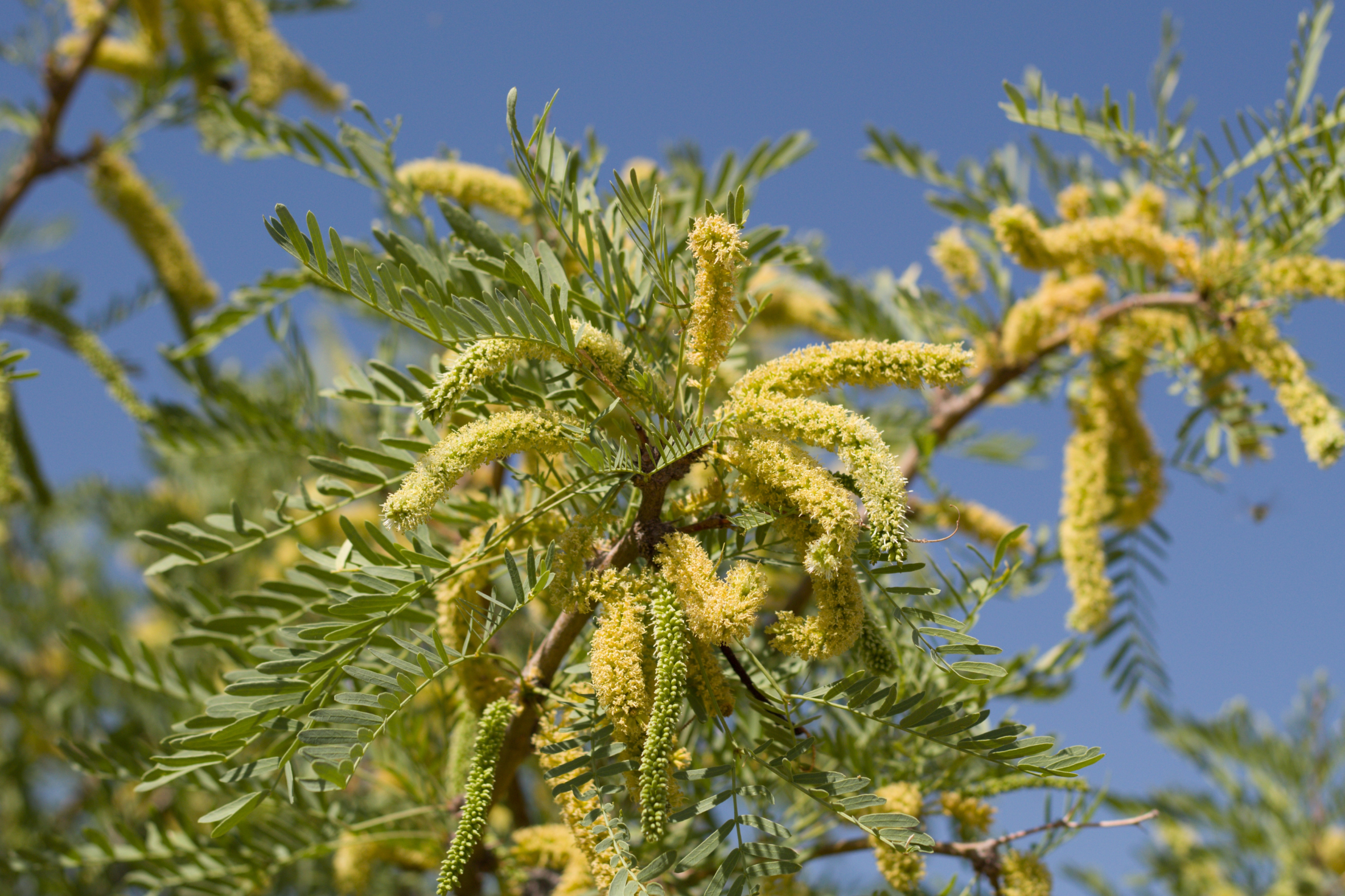 Thornless Texas Honey Mesquite