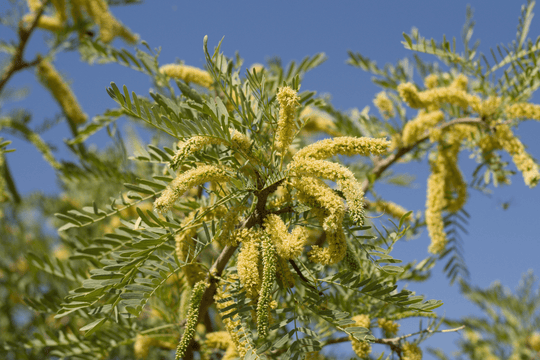 Thornless Texas Honey Mesquite - Native Gardeners