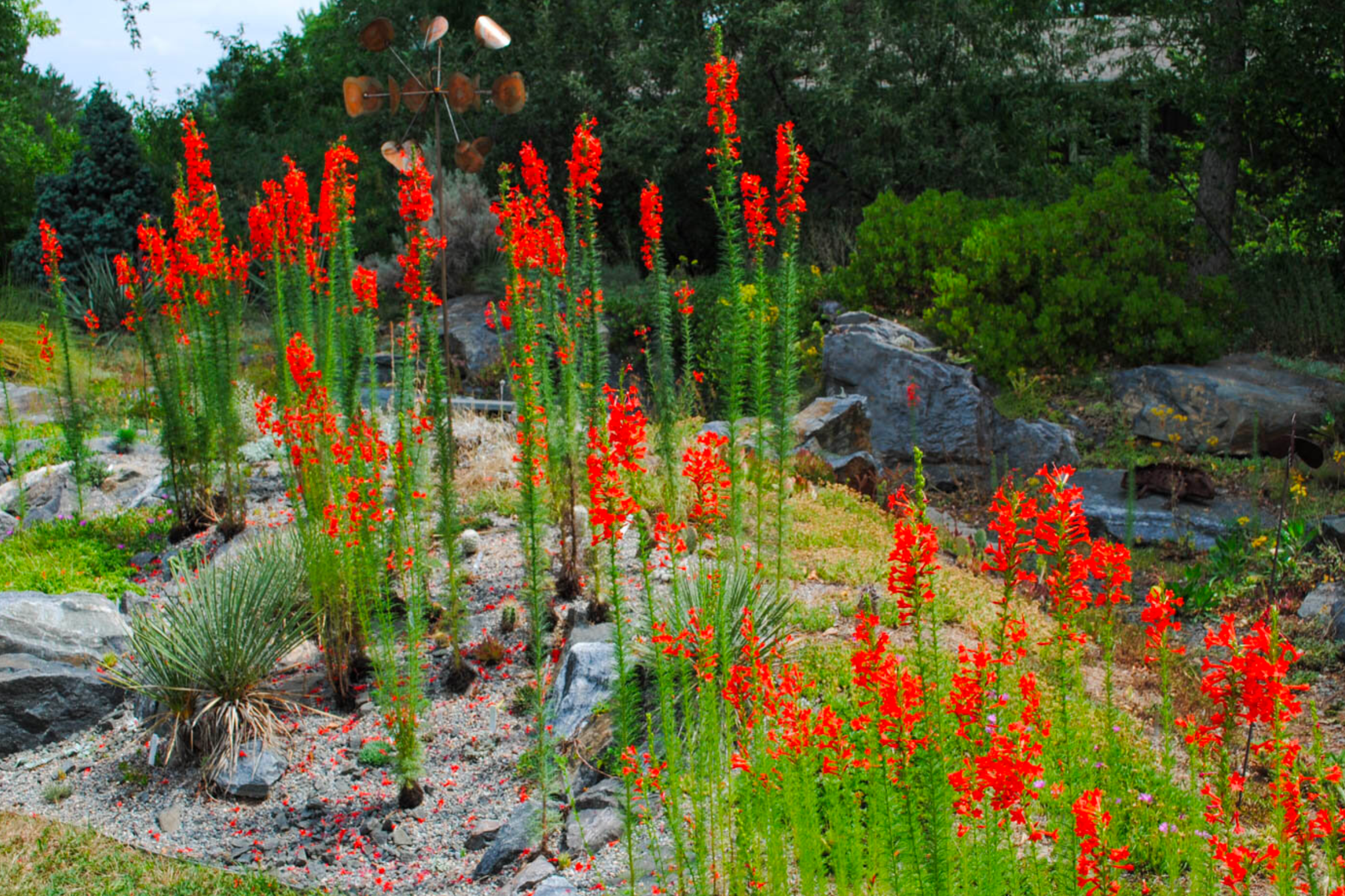 Standing Cypress - Seed Packet