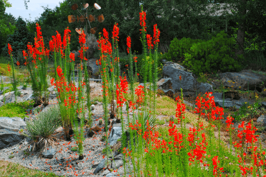 Standing Cypress - Seed Packet - Native Gardeners