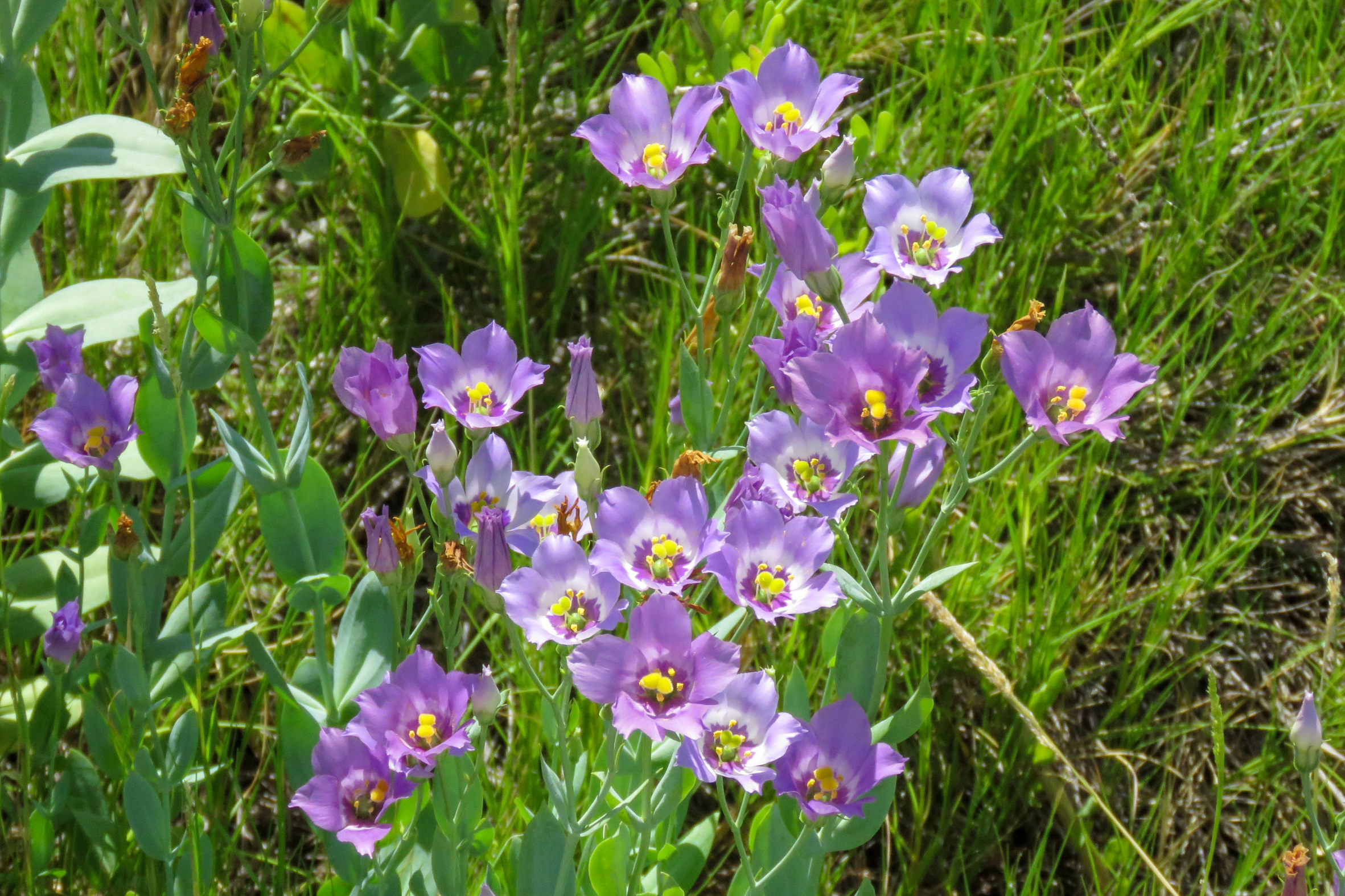 Texas Bluebells - Seed Packet