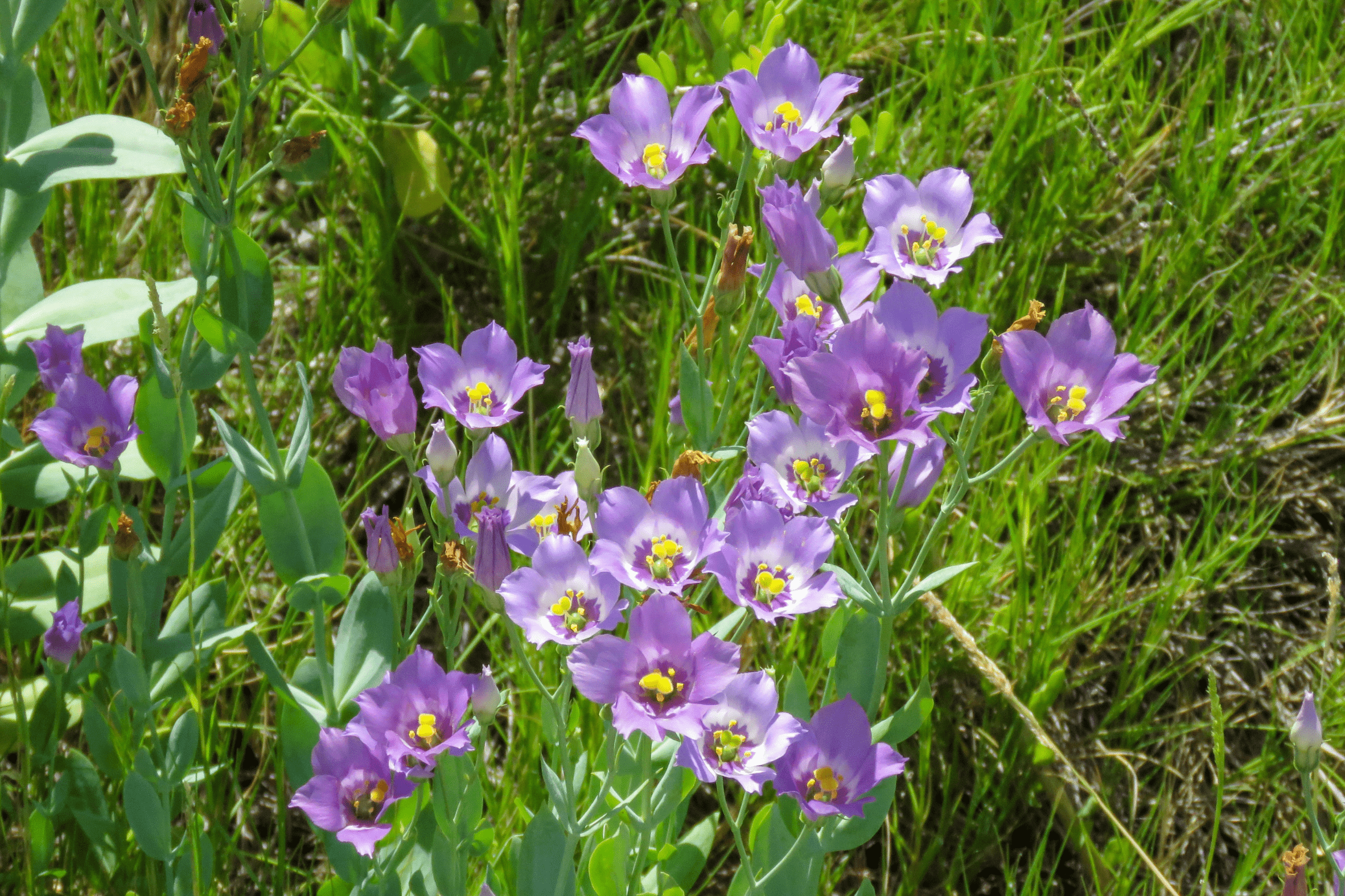 Texas Bluebells - Native Gardeners