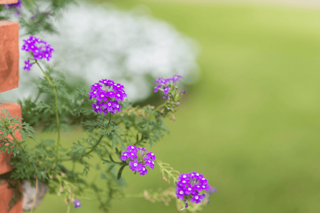 Verbena 'Prairie' - Native Gardeners