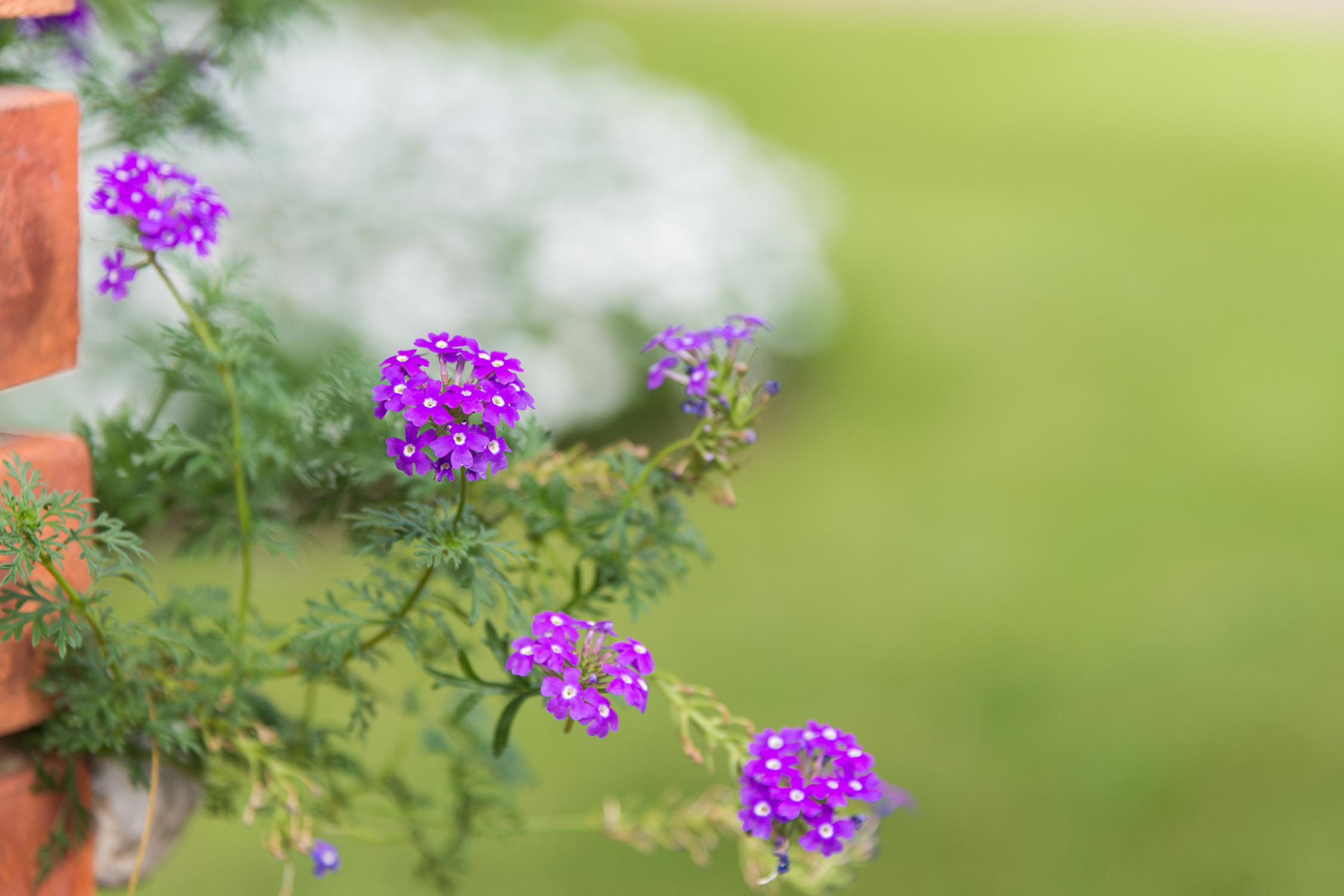 Verbena 'Prairie'