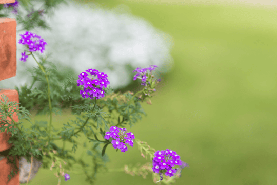 Verbena 'Prairie' - Native Gardeners