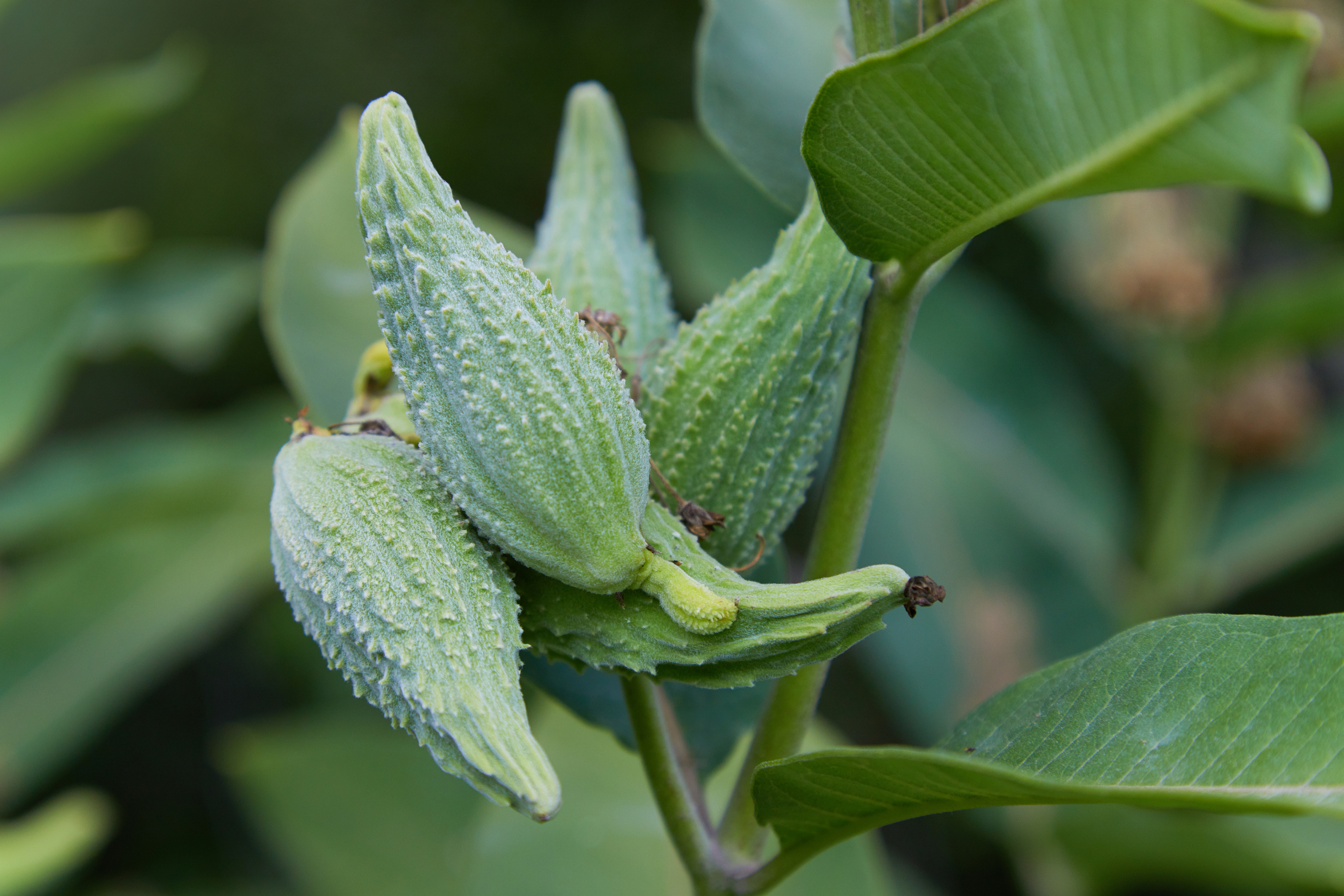 Swamp Milkweed