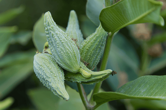 Swamp Milkweed - Native Gardeners