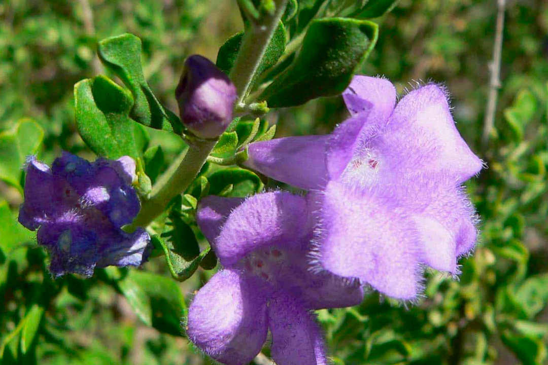 Chihuahuan Sage - Native Gardeners