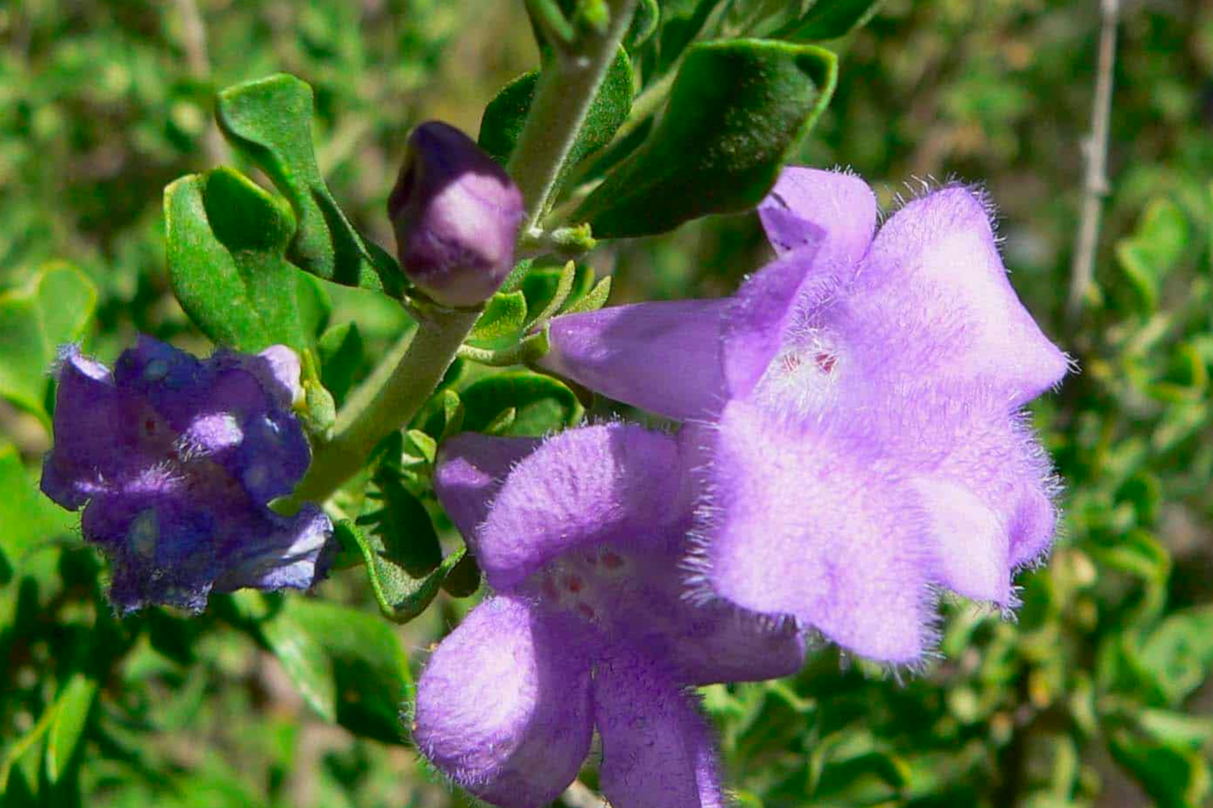 Chihuahuan Sage