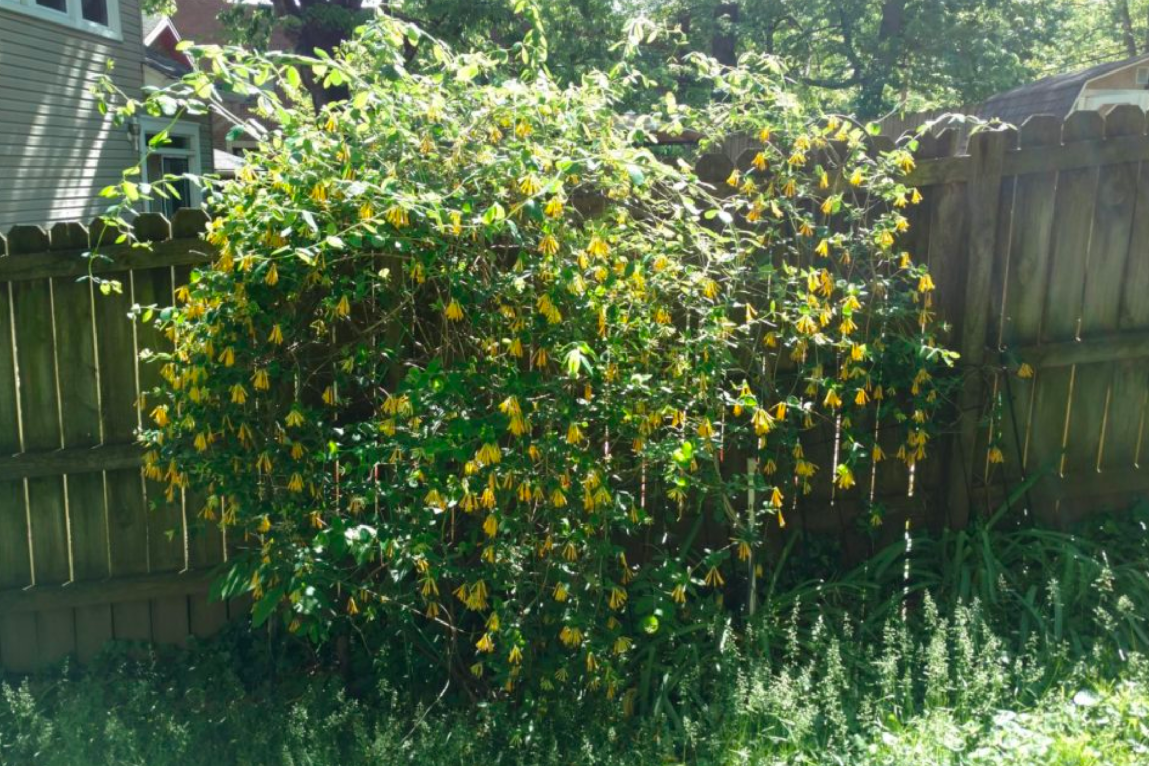 Yellow Honeysuckle