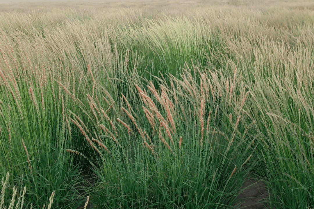 Sideoats Grama - Native Gardeners