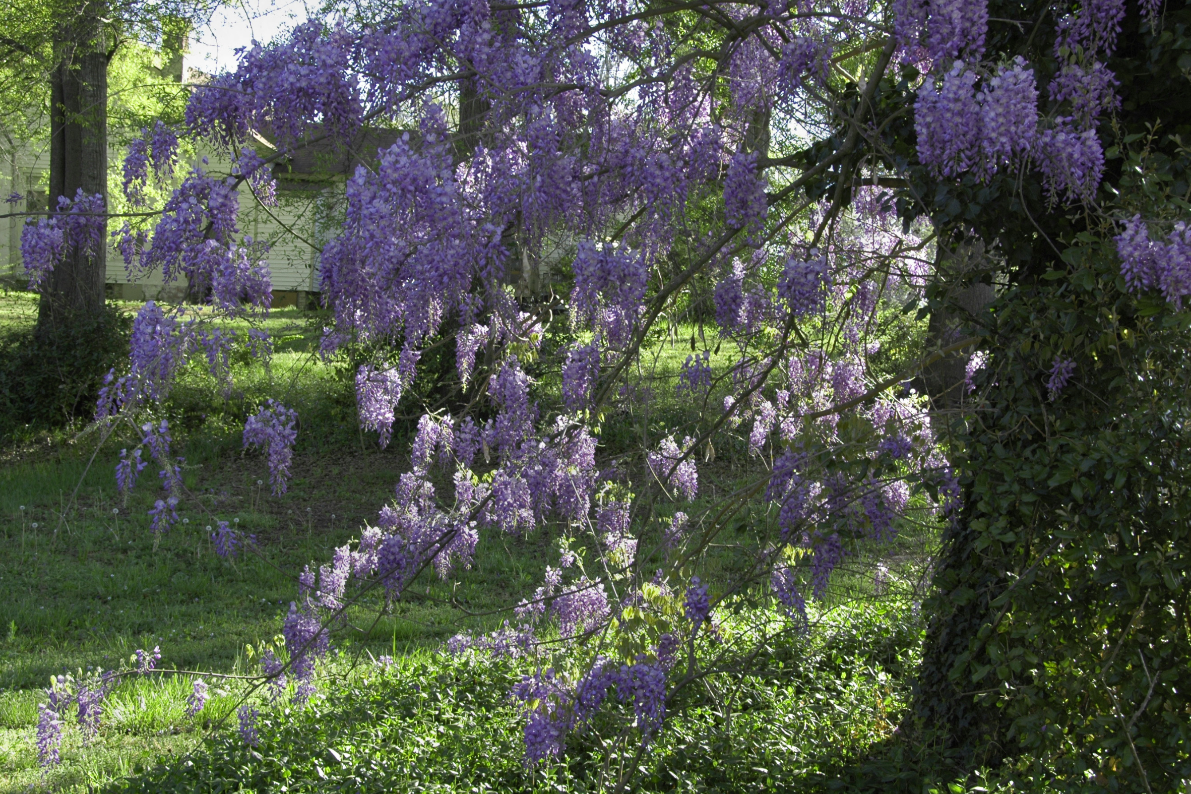 Texas Wisteria