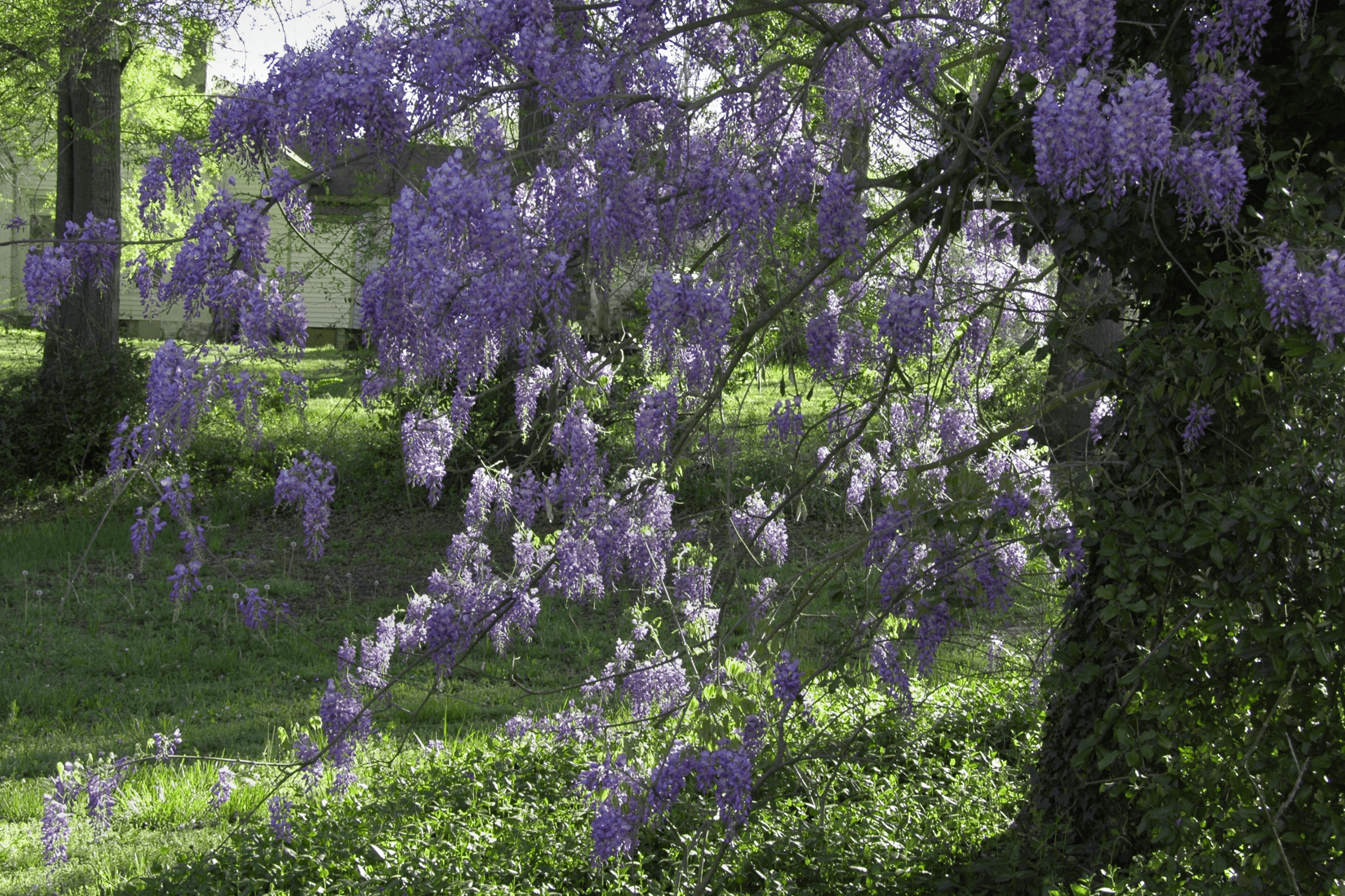 Texas Wisteria - Native Gardeners