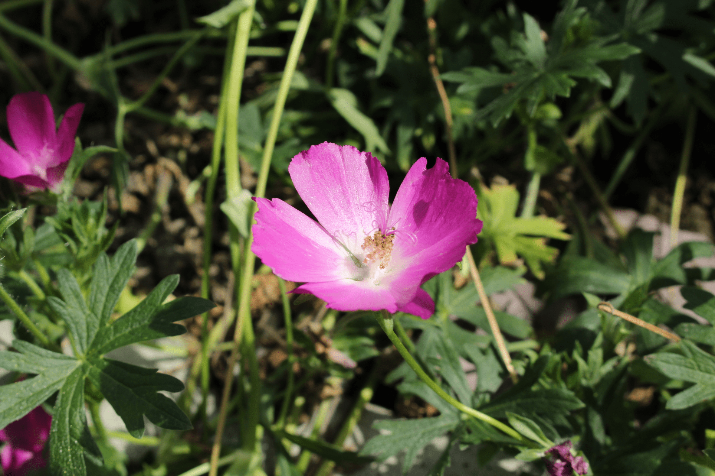 Winecup - Native Gardeners