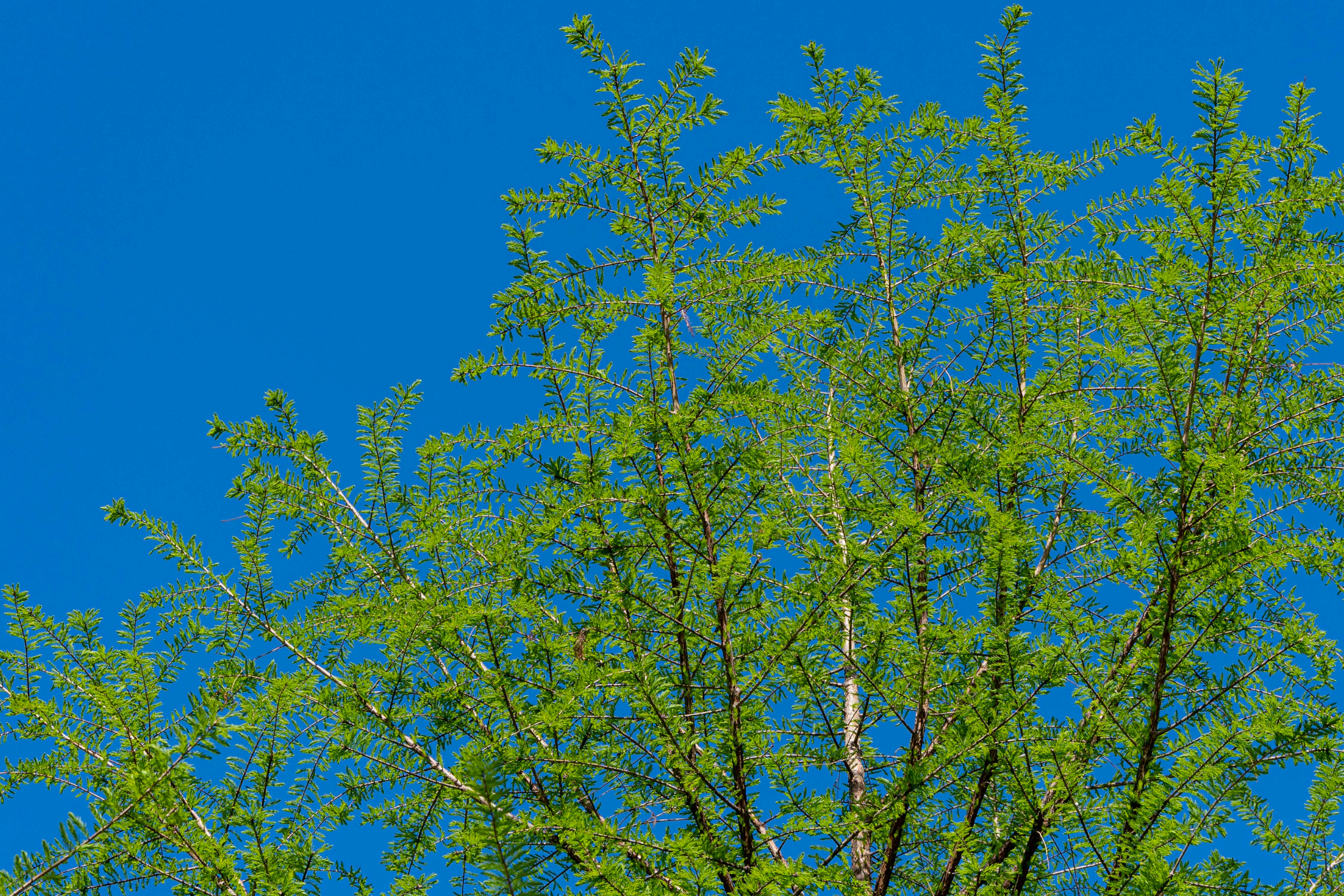 Bald Cypress