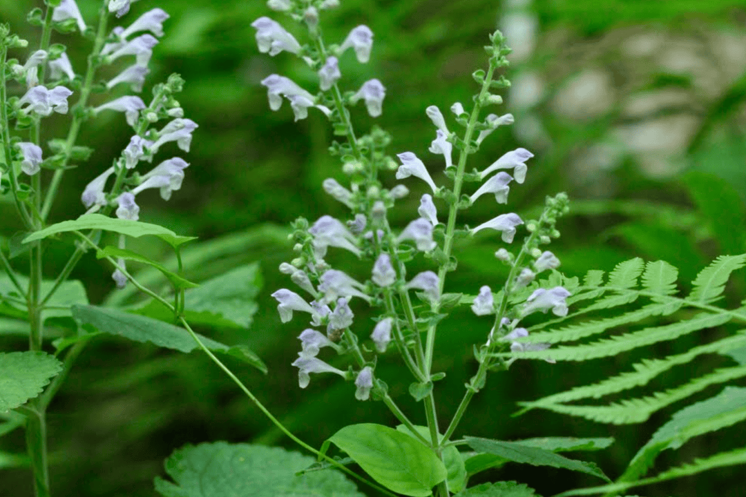 Skullcap 'Heartleaf' - Native Gardeners