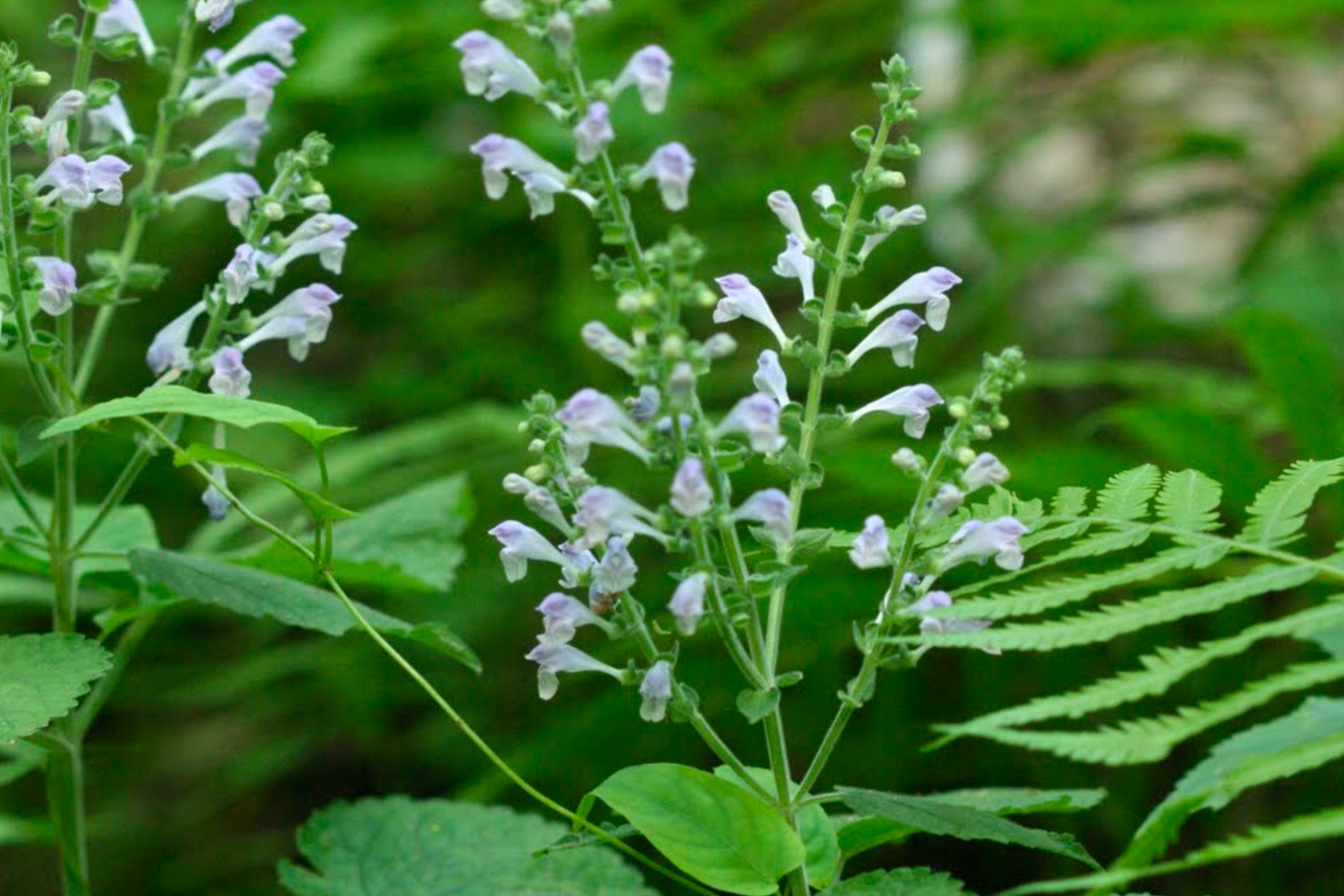 Skullcap 'Heartleaf'