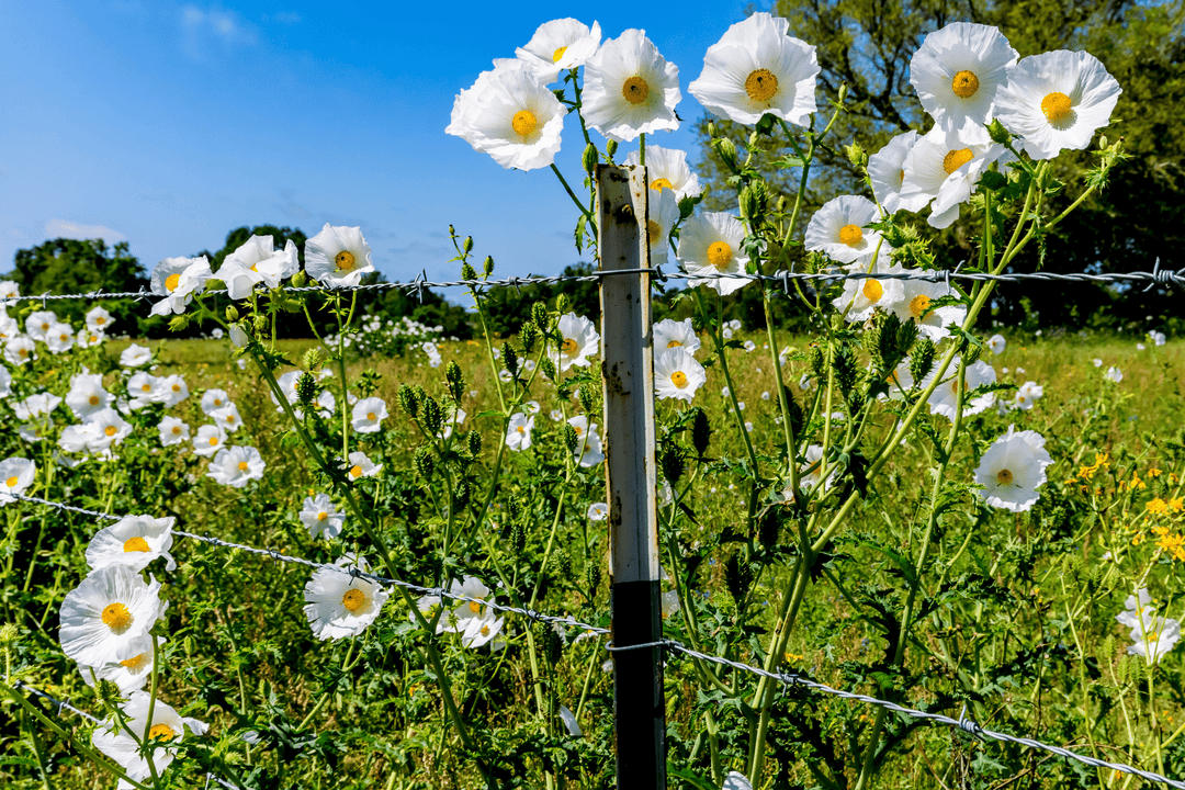 planting poppy seeds in texas White Prickly Poppy