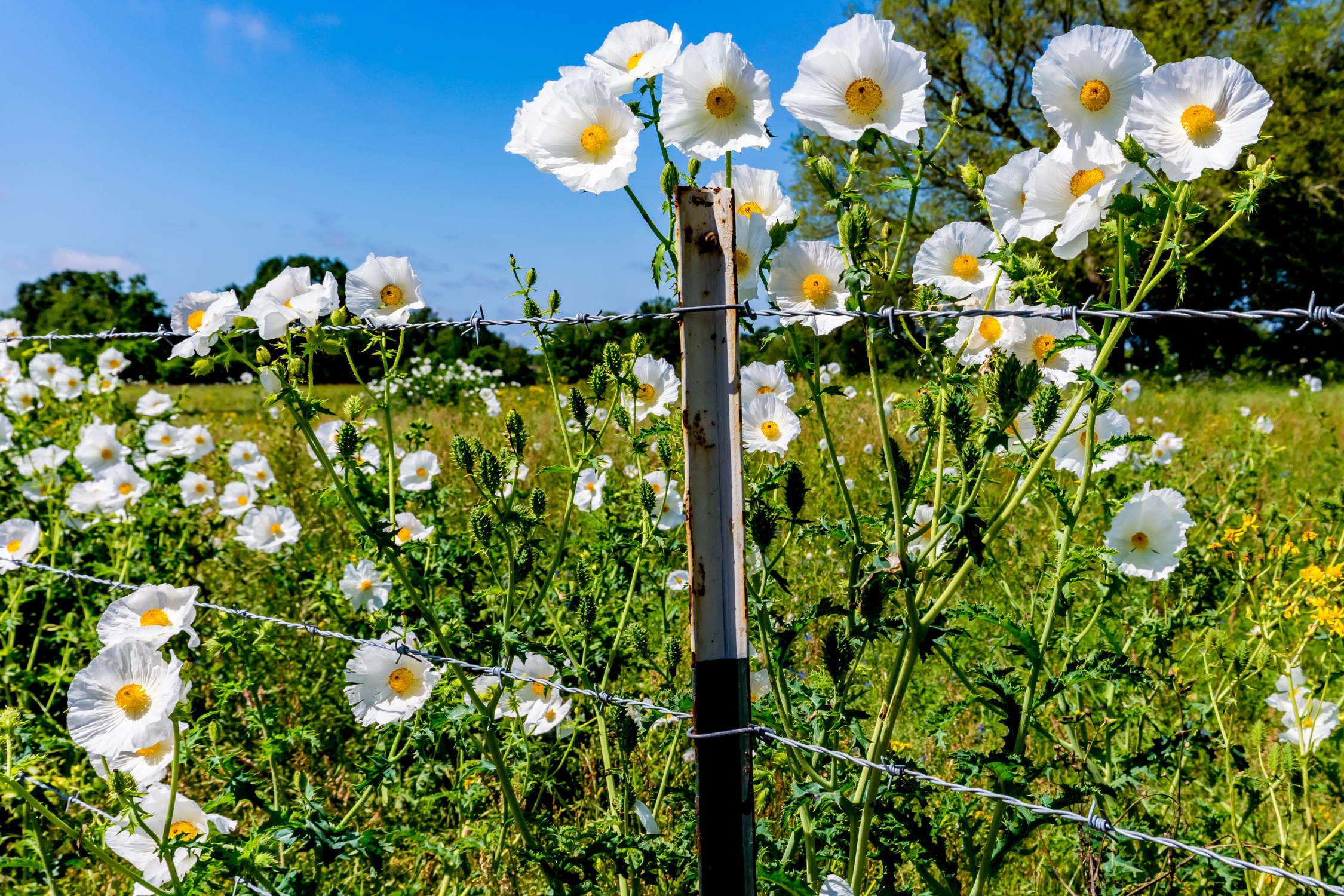 White Prickly Poppy - Seed Packet