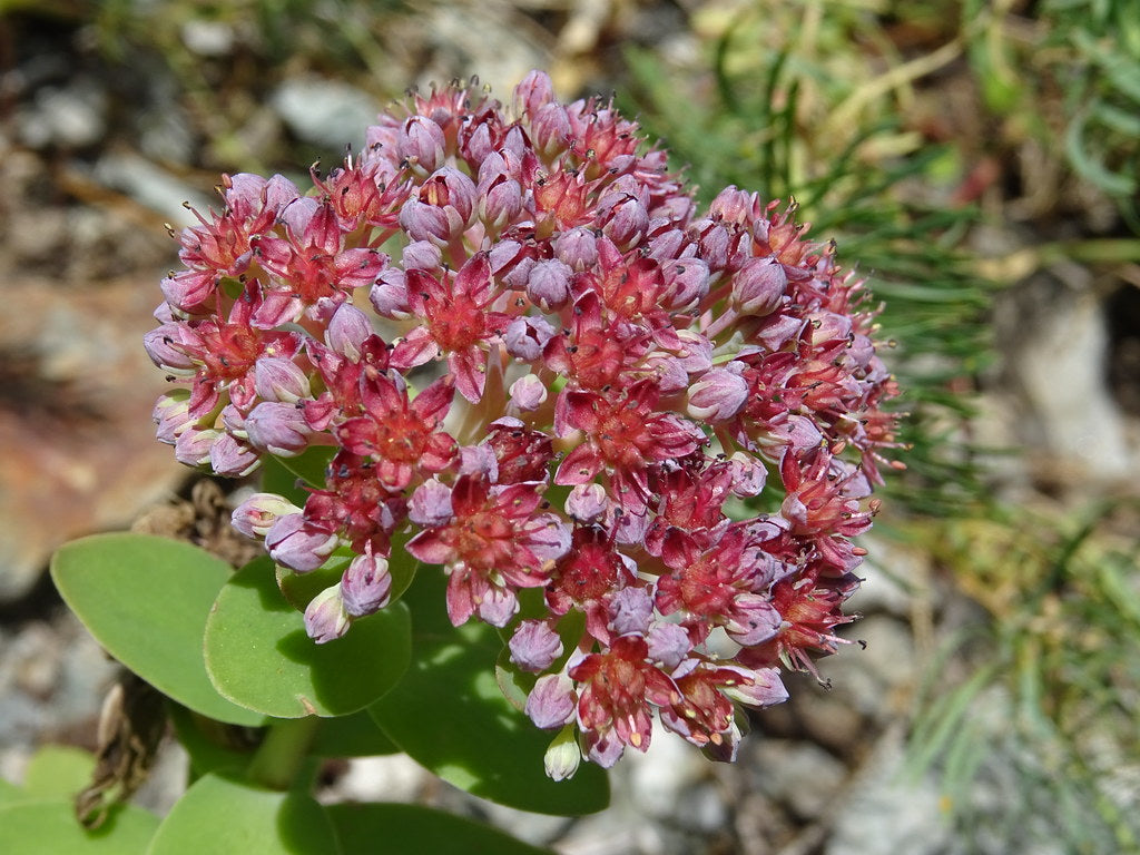 Sedum 'Autumn Joy'