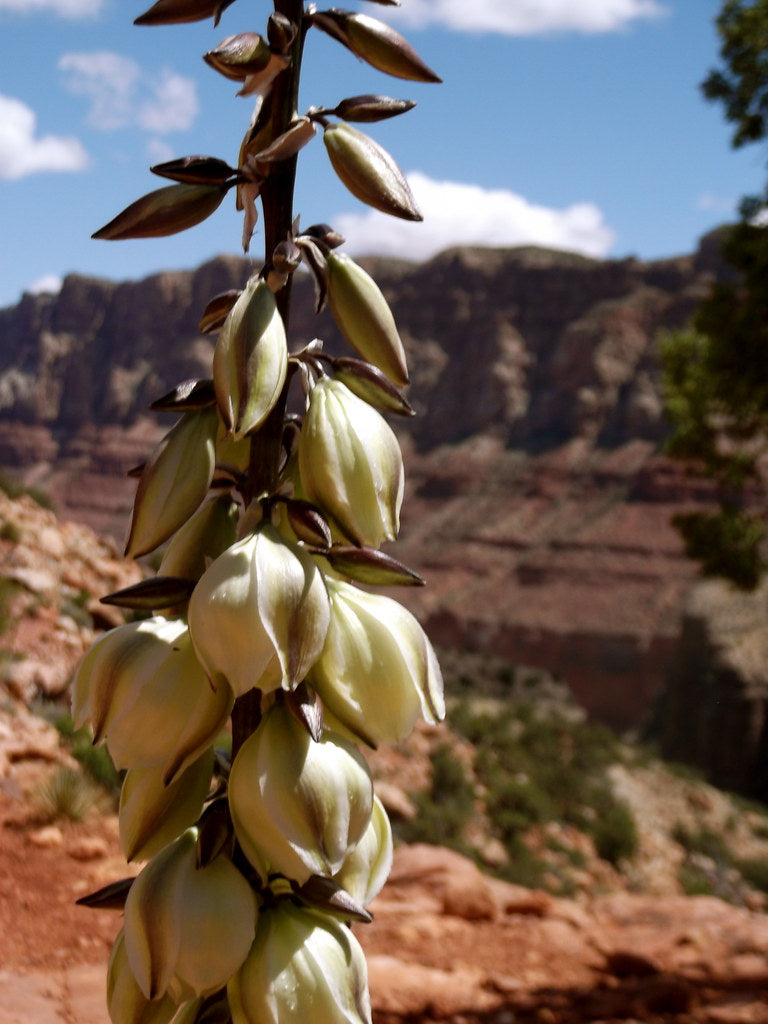 Banana Yucca