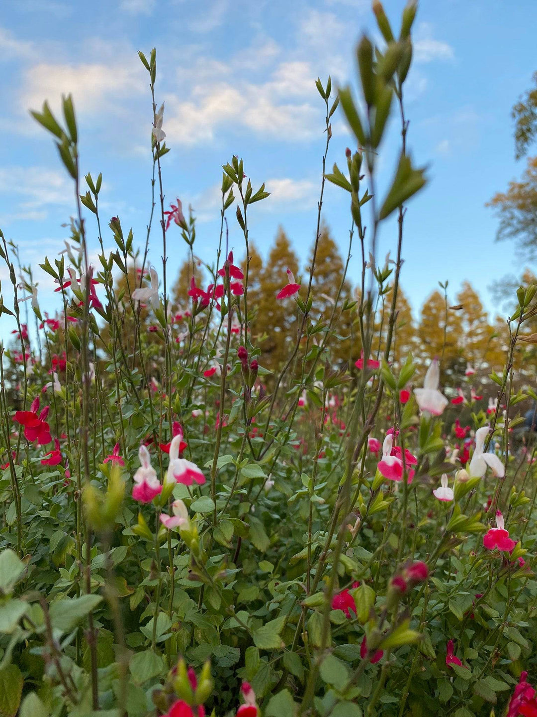 hot lips flower seeds Littleleaf Sage 'Hot Lips'