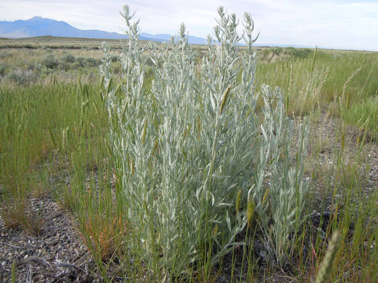 Prairie Sage - Native Gardeners