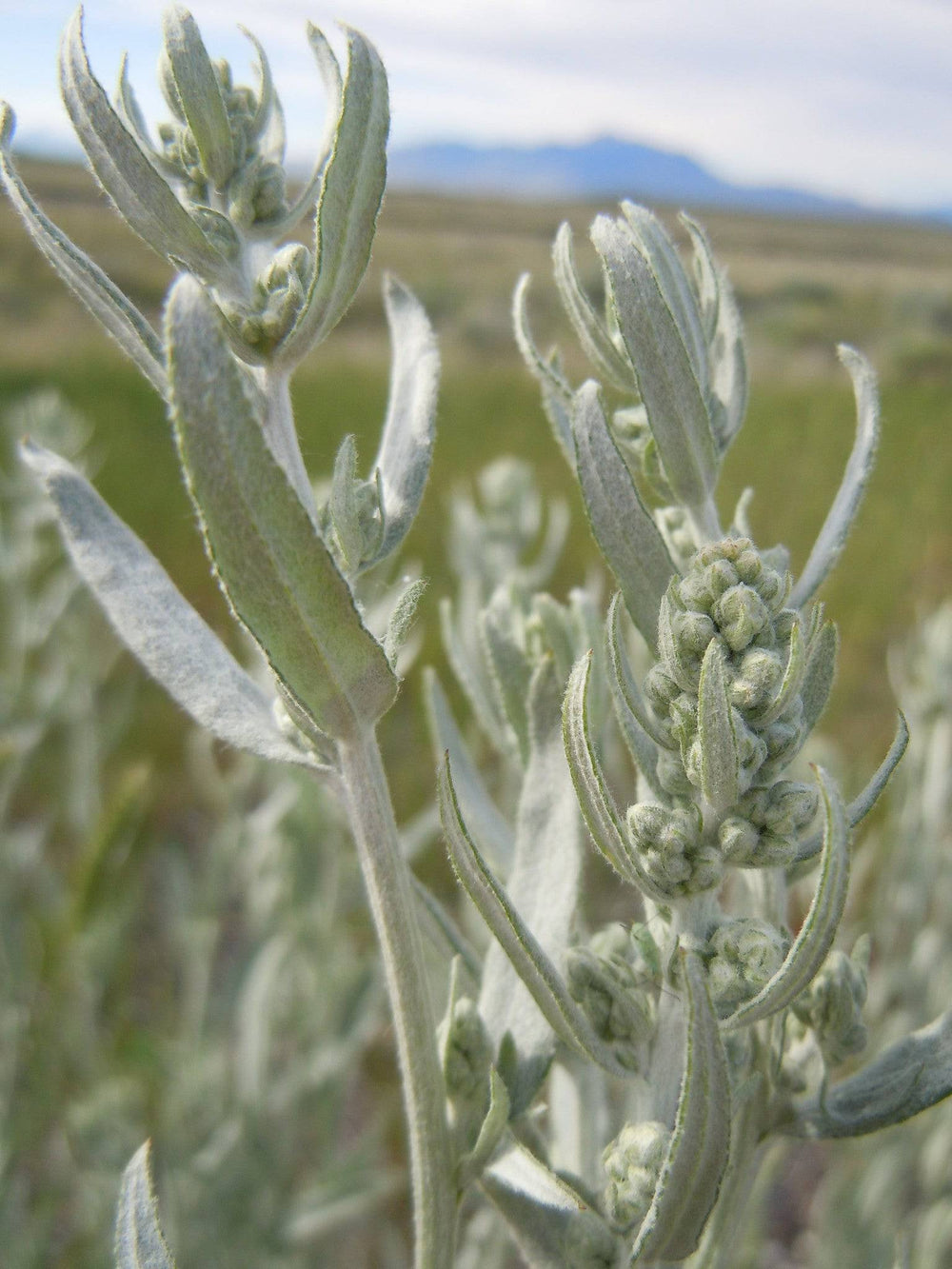 Prairie Sage - Native Gardeners