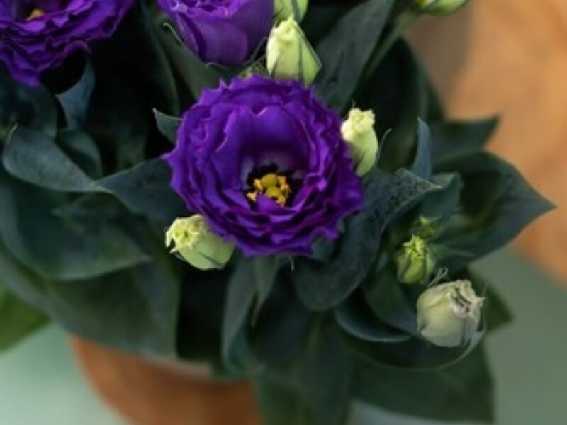 Dwarf Texas Bluebells 'Julietta' - Native Gardeners