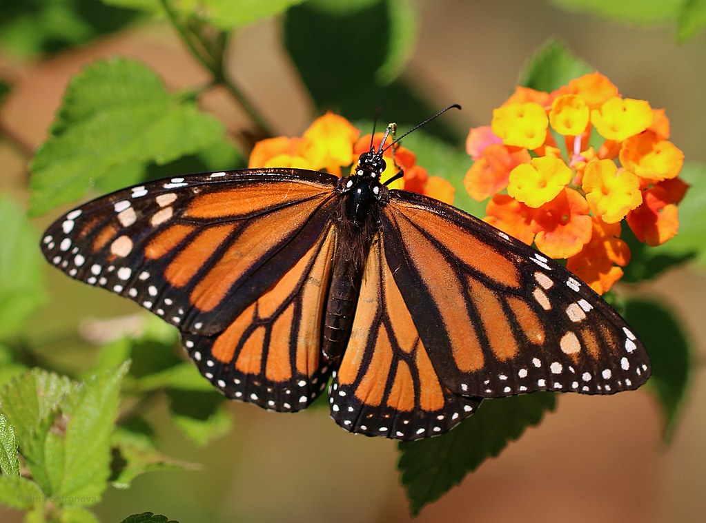 Lantana 'Texas'