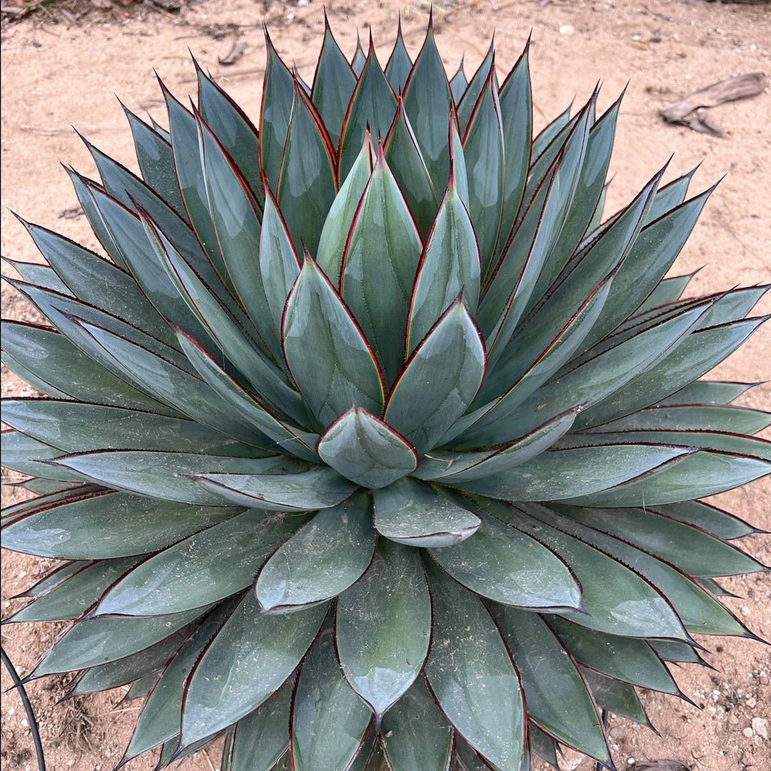 Agave 'Blue Glow' leaves