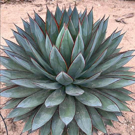 Agave 'Blue Glow' leaves