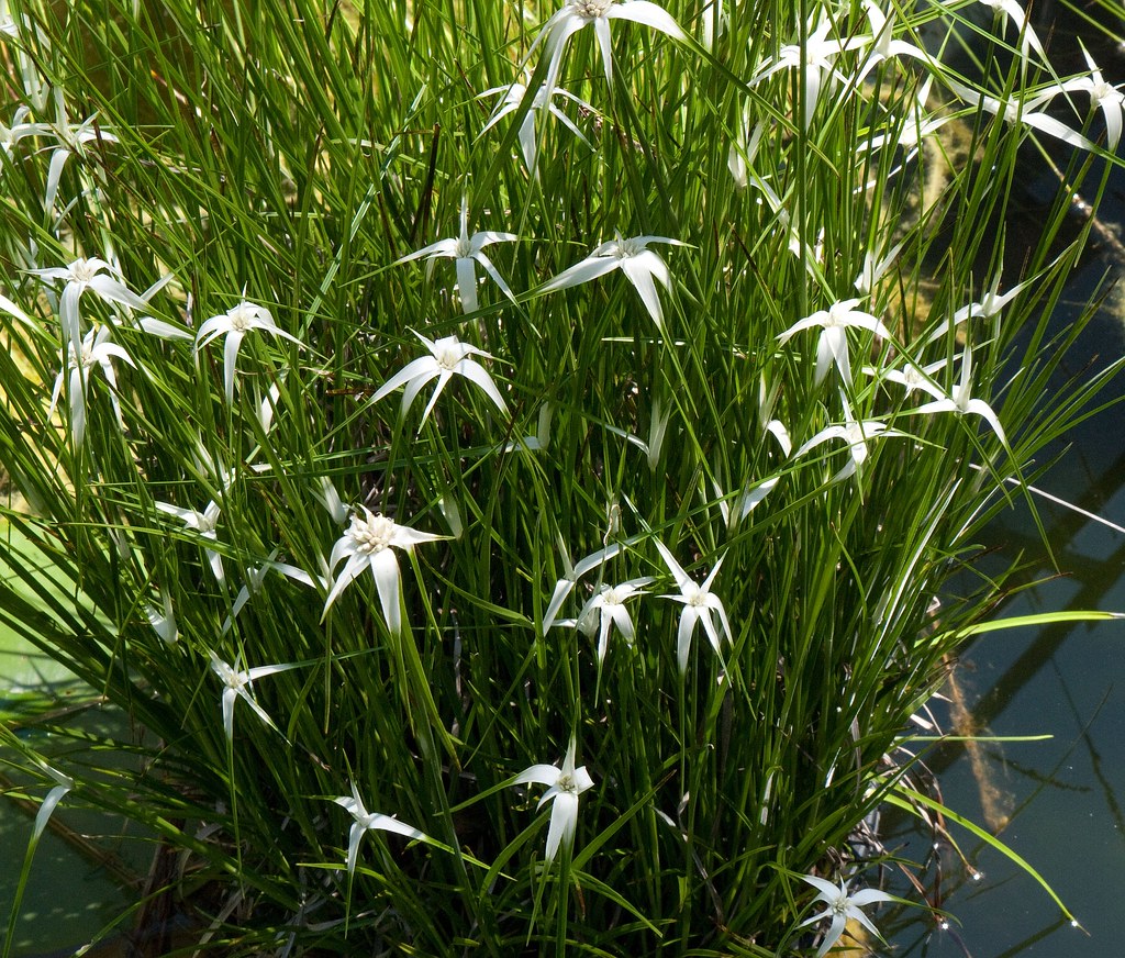 Starrush White-topped Sedge