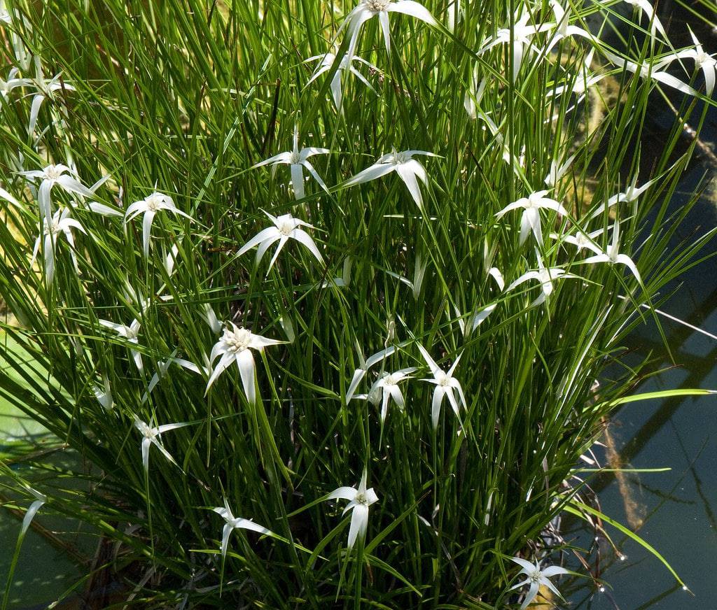 Starrush White-topped Sedge - Native Gardeners