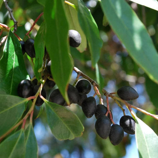 Cherry Laurel - Native Gardeners