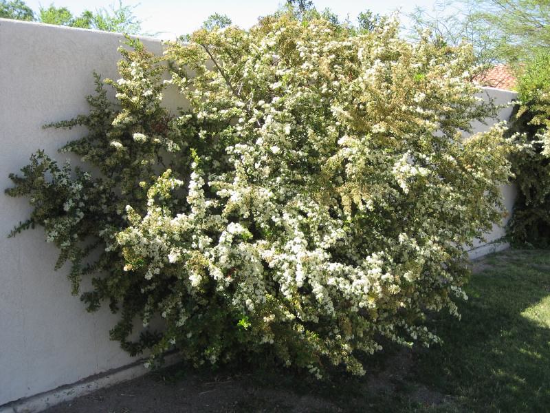 Anacua Tree flowering 