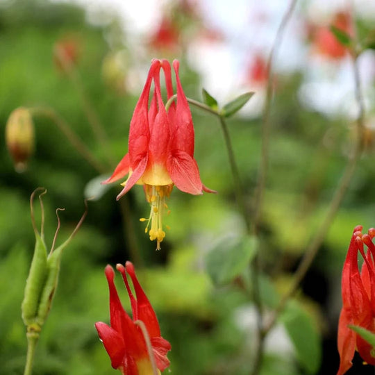 Red Columbine - Native Gardeners