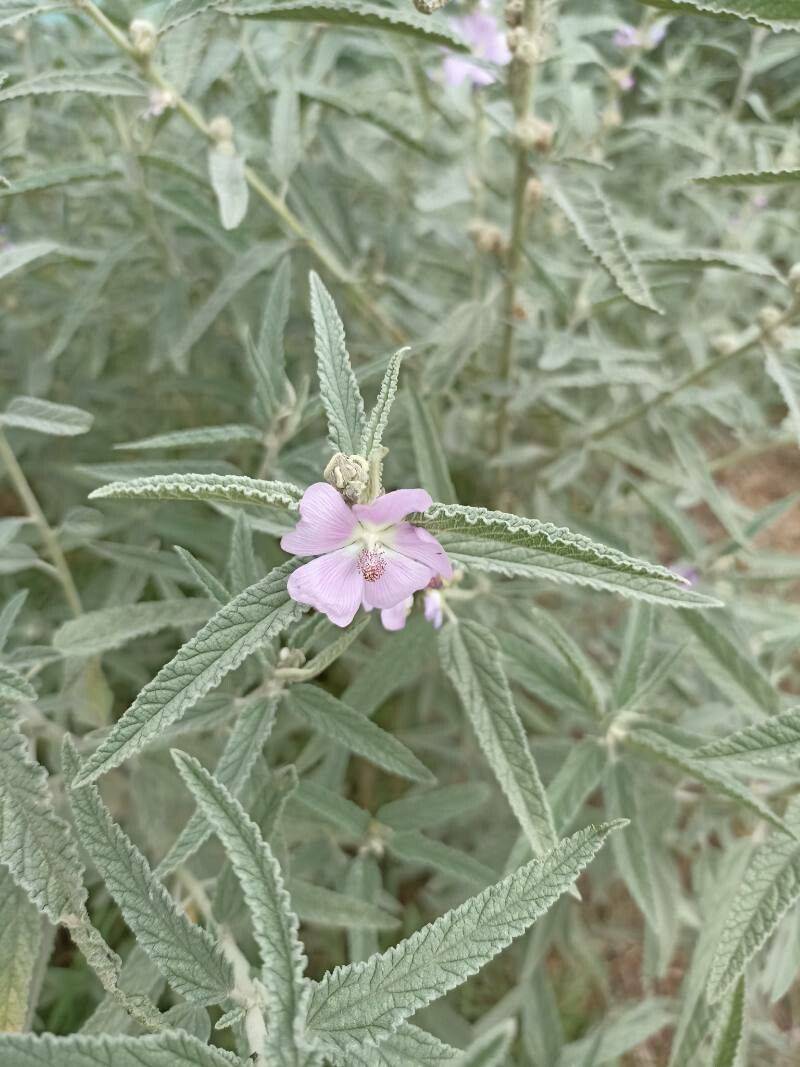 Narrowleaf Globe Mallow 'Pink' - Native Gardeners