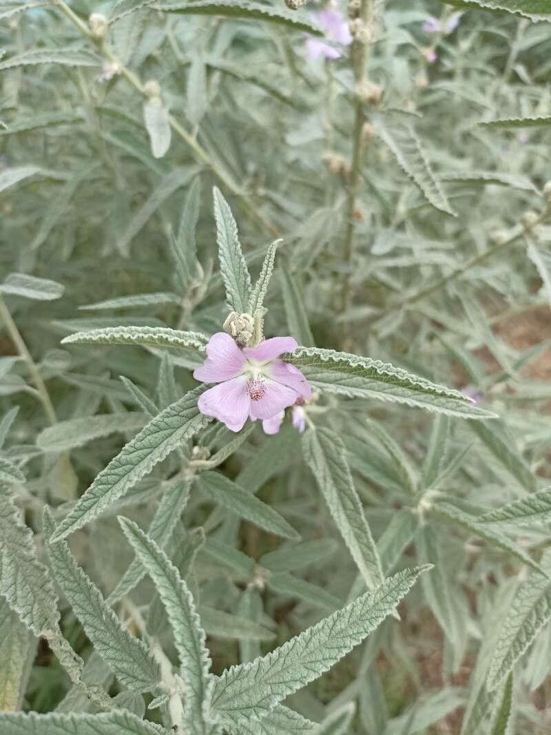 Narrowleaf Globe Mallow 'Pink'