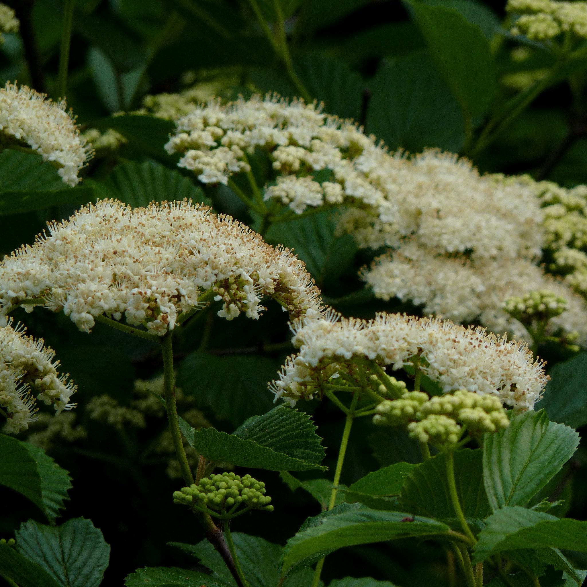 Arrowwood Viburnum