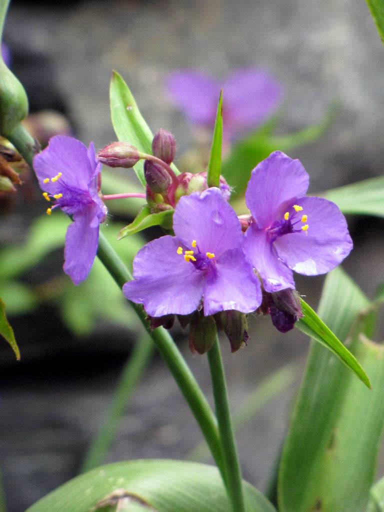 Spiderwort - Native Gardeners