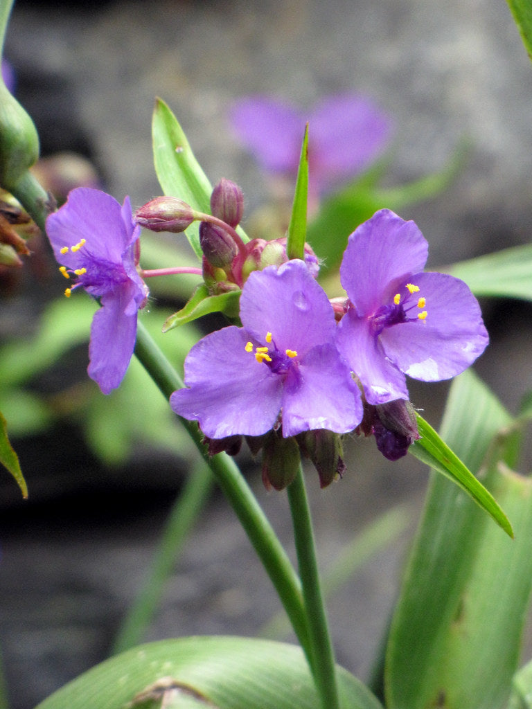 Spiderwort