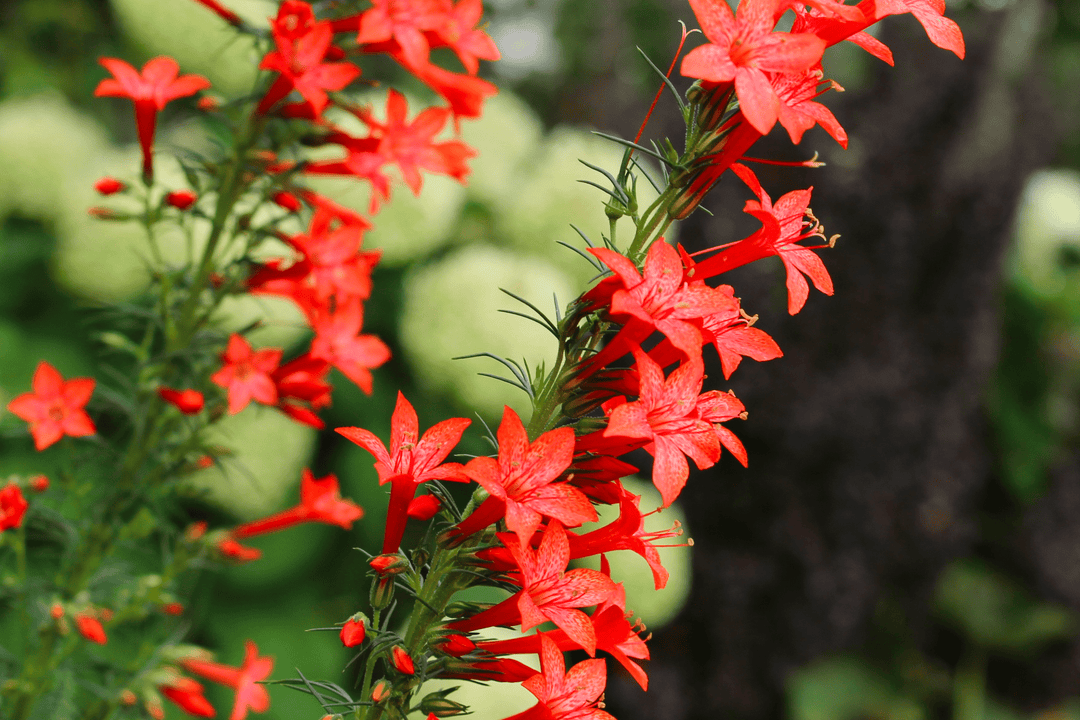 Standing Cypress - Seed Packet - Native Gardeners