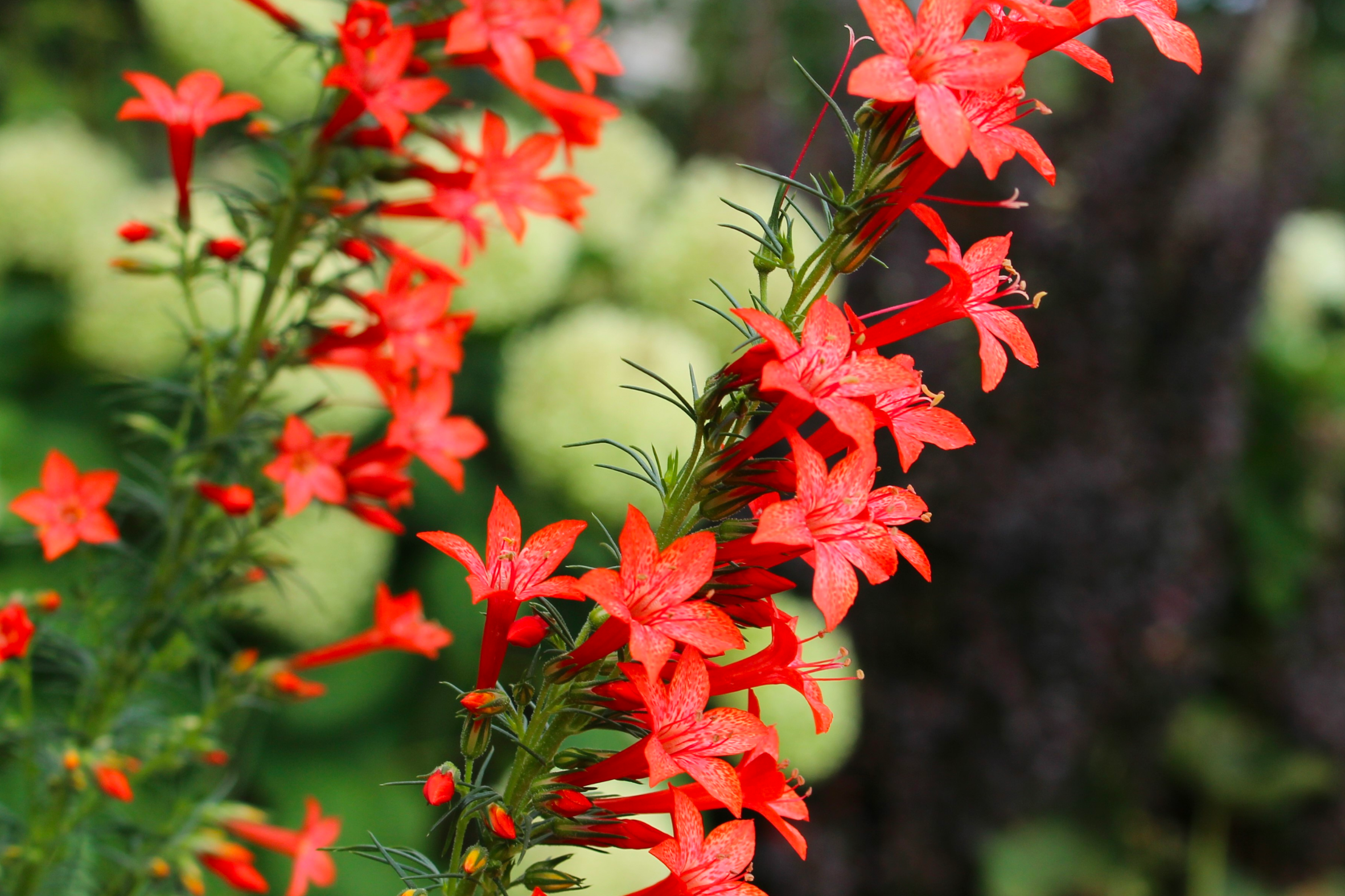 Standing Cypress - Seed Packet